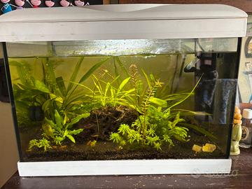 Acquario 30 litri