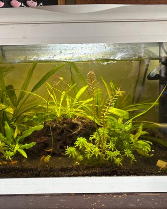 Acquario 30 litri