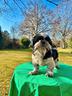 cucciolone-razza-shihtzu-con-rimborso-spese