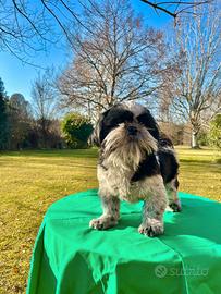 CUCCIOLONE RAZZA SHIHTZU - con rimborso spese