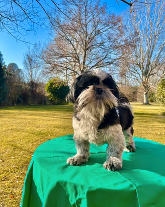 CUCCIOLONE RAZZA SHIHTZU - con rimborso spese