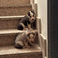 Cuccioli husky siberian