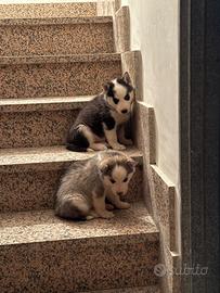Cuccioli husky siberian