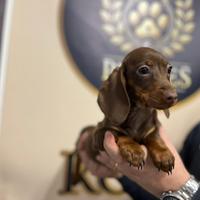 Cucciolo bassotto promo nano e Kaninchen