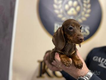 Cucciolo bassotto promo nano e Kaninchen