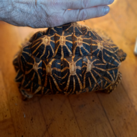 Tartarughe geochelone elegans