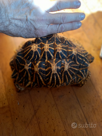 Tartarughe geochelone elegans