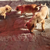 Cuccioli piccola taglia