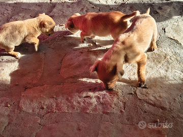 Cuccioli piccola taglia