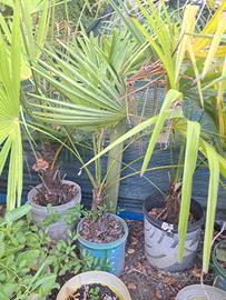 palme Trachycarpus