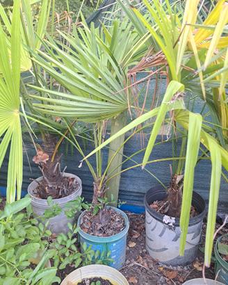 palme Trachycarpus