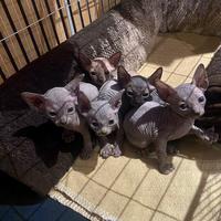 Cuccioli sphynx Milano