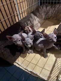 Cuccioli sphynx Milano