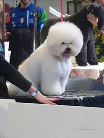 CUCCIOLI DI BISHON FRISÉ  con  Pedigree 