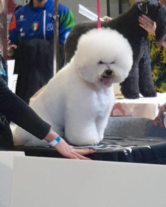 CUCCIOLI DI BISHON FRISÉ  con  Pedigree 