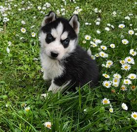Cuccioli husky