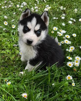 Cuccioli husky
