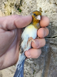 Incardellato maschio 2025