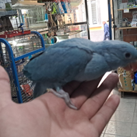 Pullo di parrocchetto dal collare