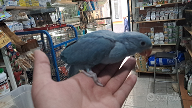 Pullo di parrocchetto dal collare