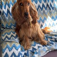 Cocker Spaniel per monta