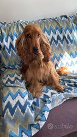 Cocker Spaniel per monta