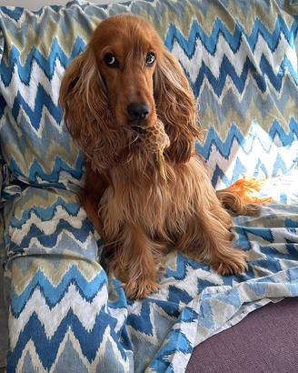 Cocker Spaniel per monta