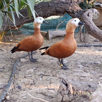 Coppie anatre casarca