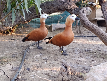 Coppie anatre casarca