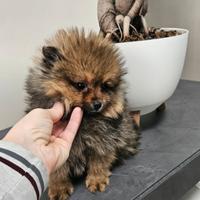 Spitz di Pomerania nano