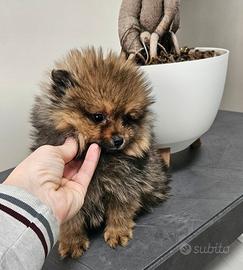 Spitz di Pomerania nano