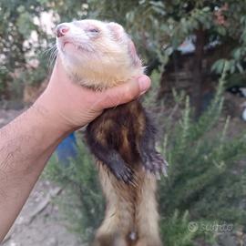 Furetti