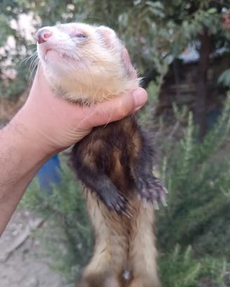 Furetti