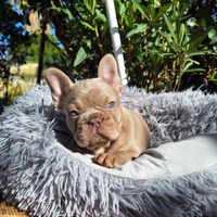 Isabella New Shade Femmina Bulldog Francese