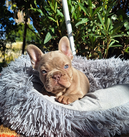 Isabella New Shade Femmina Bulldog Francese