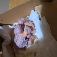 Pulli parrocchetto dal collare