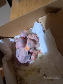 Pulli parrocchetto dal collare