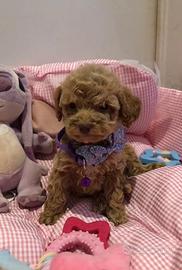 Barboncino toy nano albicocca