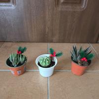 Piccole piantine grasse