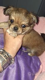 Maschietto chihuahua pedigree enci