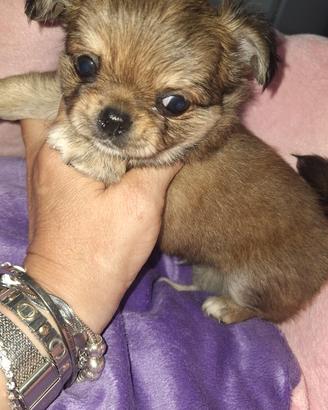 Maschietto chihuahua pedigree enci