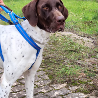 Super cucciolone taglia grande