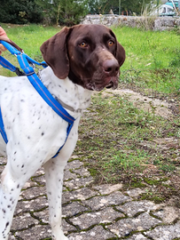 Super cucciolone taglia grande