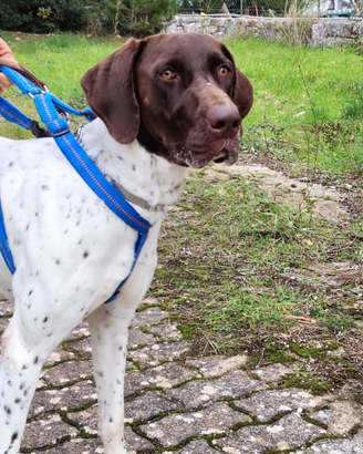 Super cucciolone taglia grande