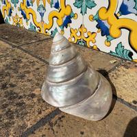 Grande conchiglia di mare- Mod.Trochus.