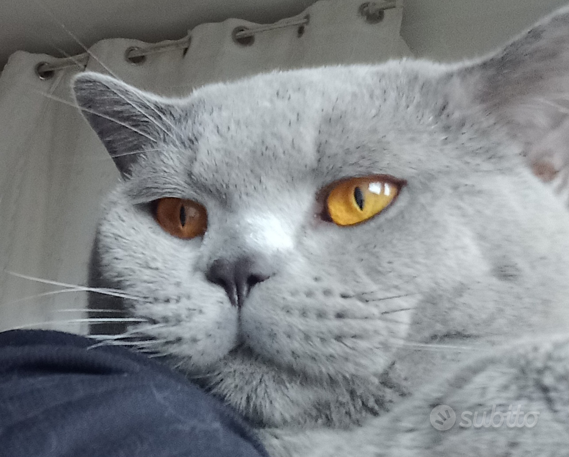 Accoppiamento british shorthair - Regalo e vendita animali - Subito.it