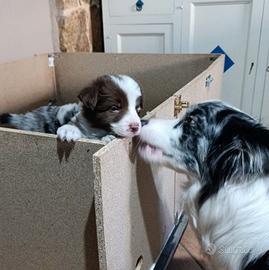 Border Collie con pedigree