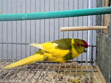 Pappagalli