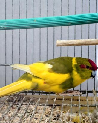 Pappagalli