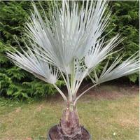 Palma Brahea Armata